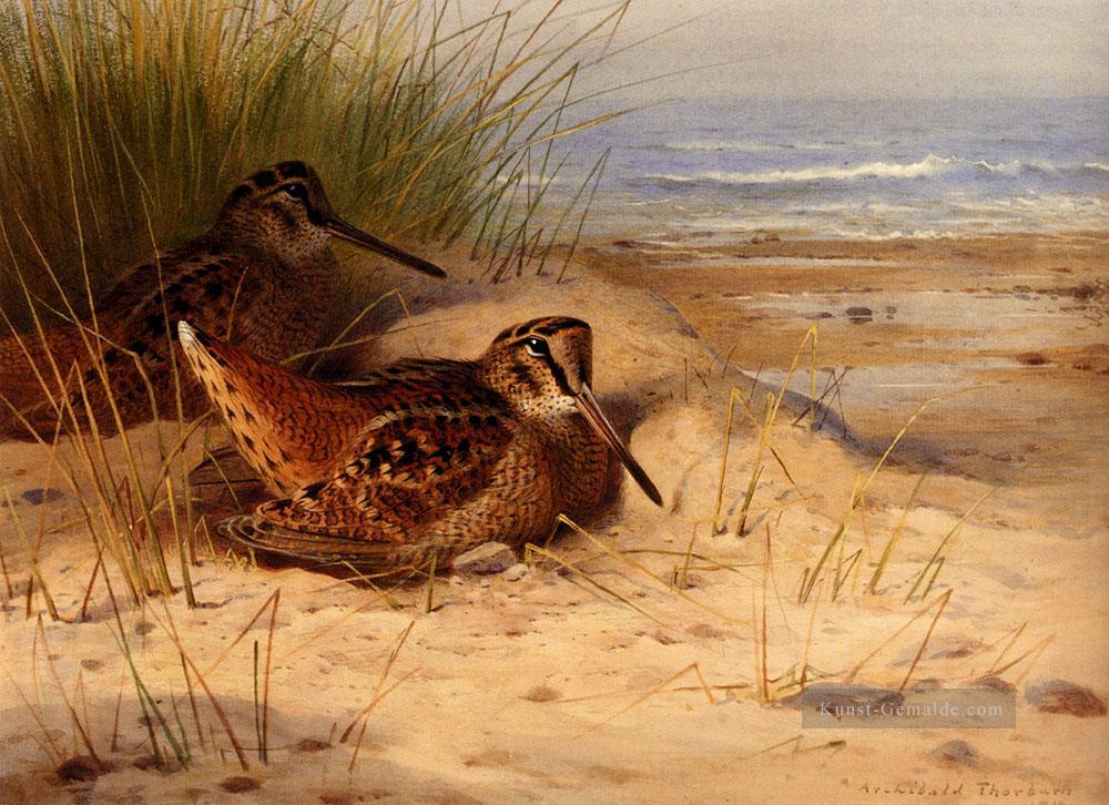 Woodcock Nesting On Ein Strand Archibald Thorburn Vogel Ölgemälde